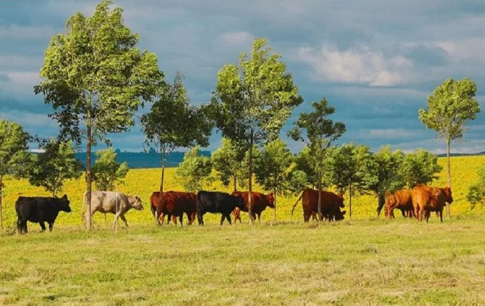 Foto-Gabriel Aquere-Embrapa Pecuária Sul-editado
