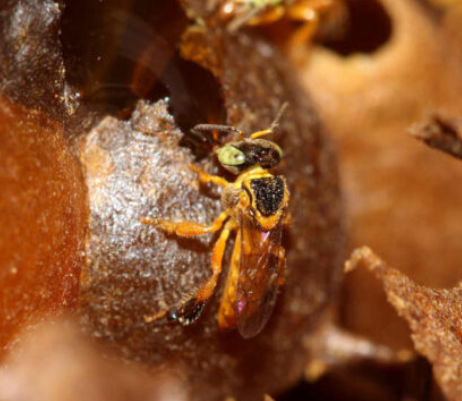 Foto de Cristiano Menezes