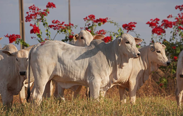 ancp_dep-fac-par-editado