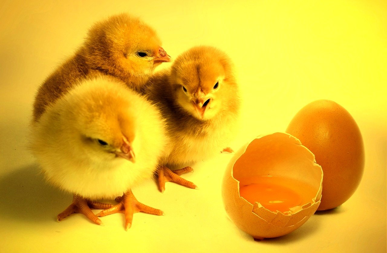 0 – FOTO ABRE – chicks-2965846_1280 – Copia