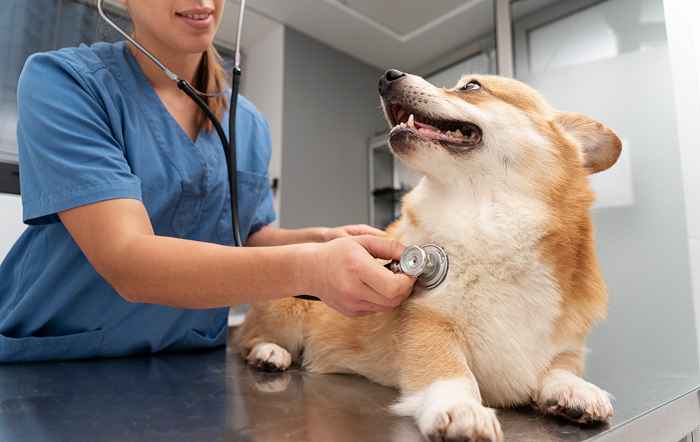 A-partir-dos-7-anos-os-caes-devem-passar-por-consultas-e-check-ups-pelo-menos-a-cada-seis-meses-Imagem-Freepik-site