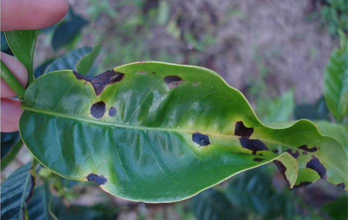 mancha aureolada-divulgação-site