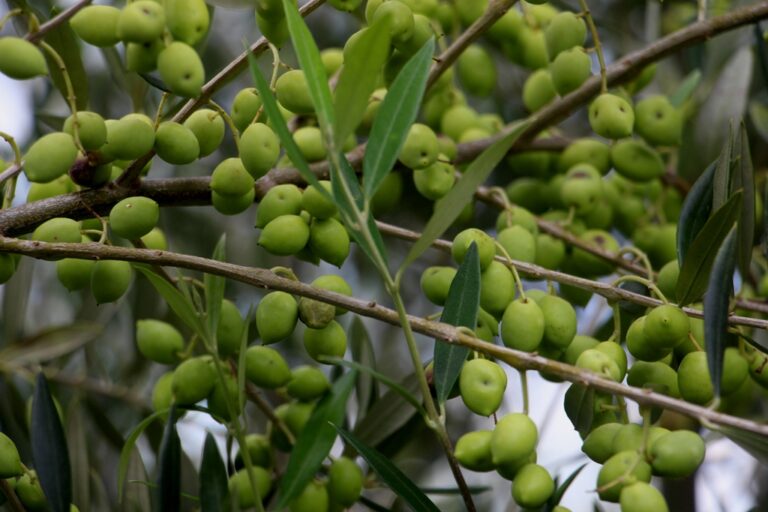 0 – FOTO ABRE – Oliveiras em Maria da Fé – crédito Ascom EPAMIG – Copia