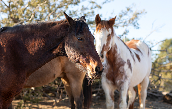 Divulgação Ceva 1-site