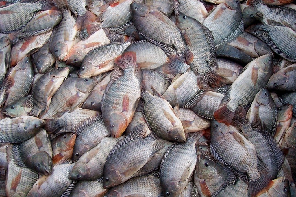 0 – FOTO ABRE – Tilapias_da_Despesca_em_Marechal_C1.Rondon – Copia (1)