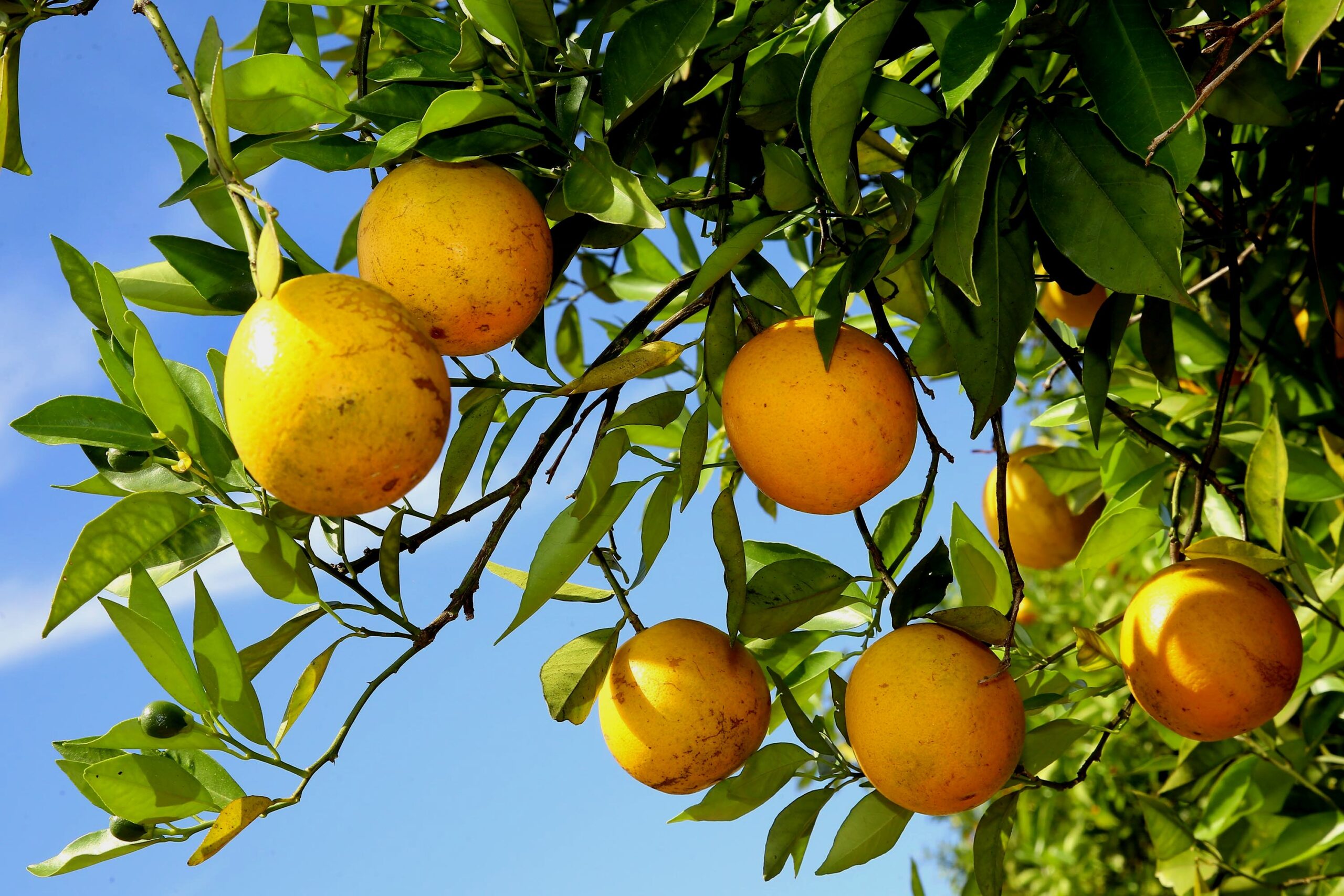0 – FOTO ABRE – laranja Foto Jaelson Lucas Sec Agric Abast Paraná – Copia