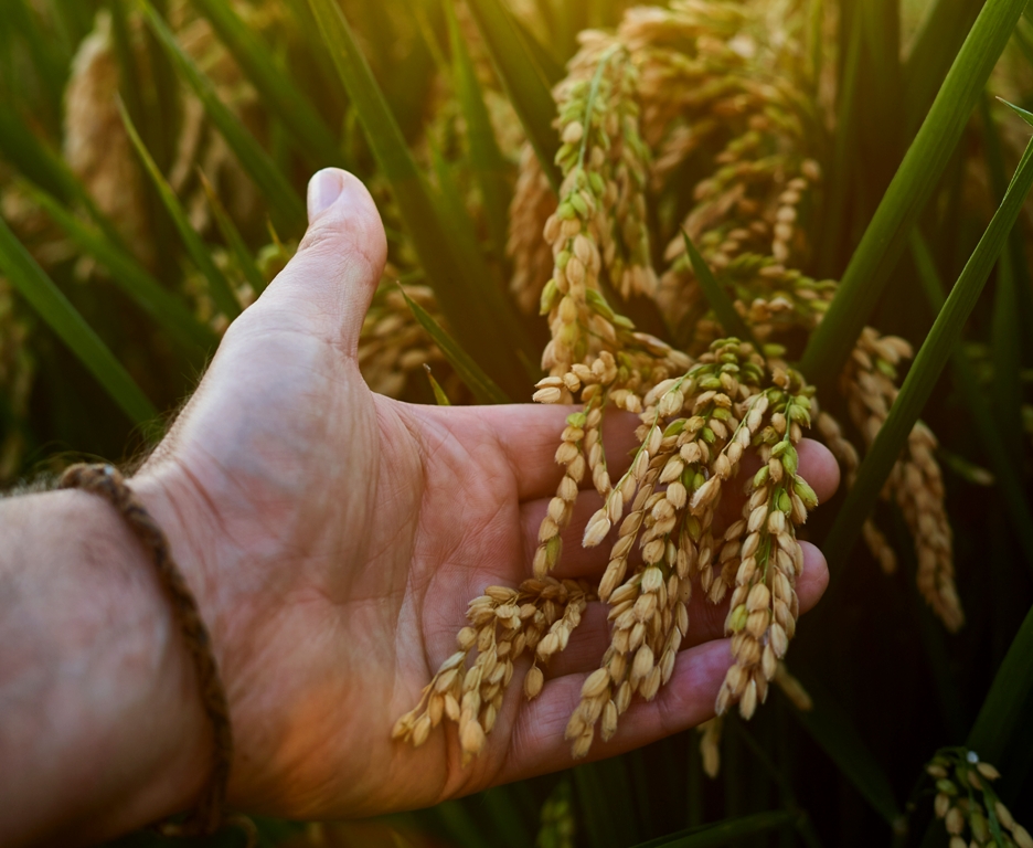 0 – FOTO ABRE – outstretched-hand-touching-a-young-rice-in-it-han-2025-03-08-17-14-50-utc (1) – Copia