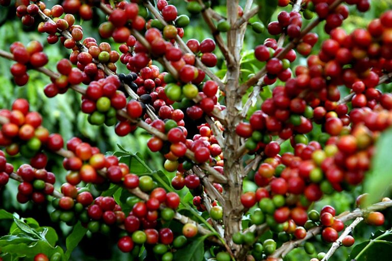 0 FOTO ABRE – plantacao-de-cafe-Agencia FPA Frente Parlamentar da Agropecuária – Copia