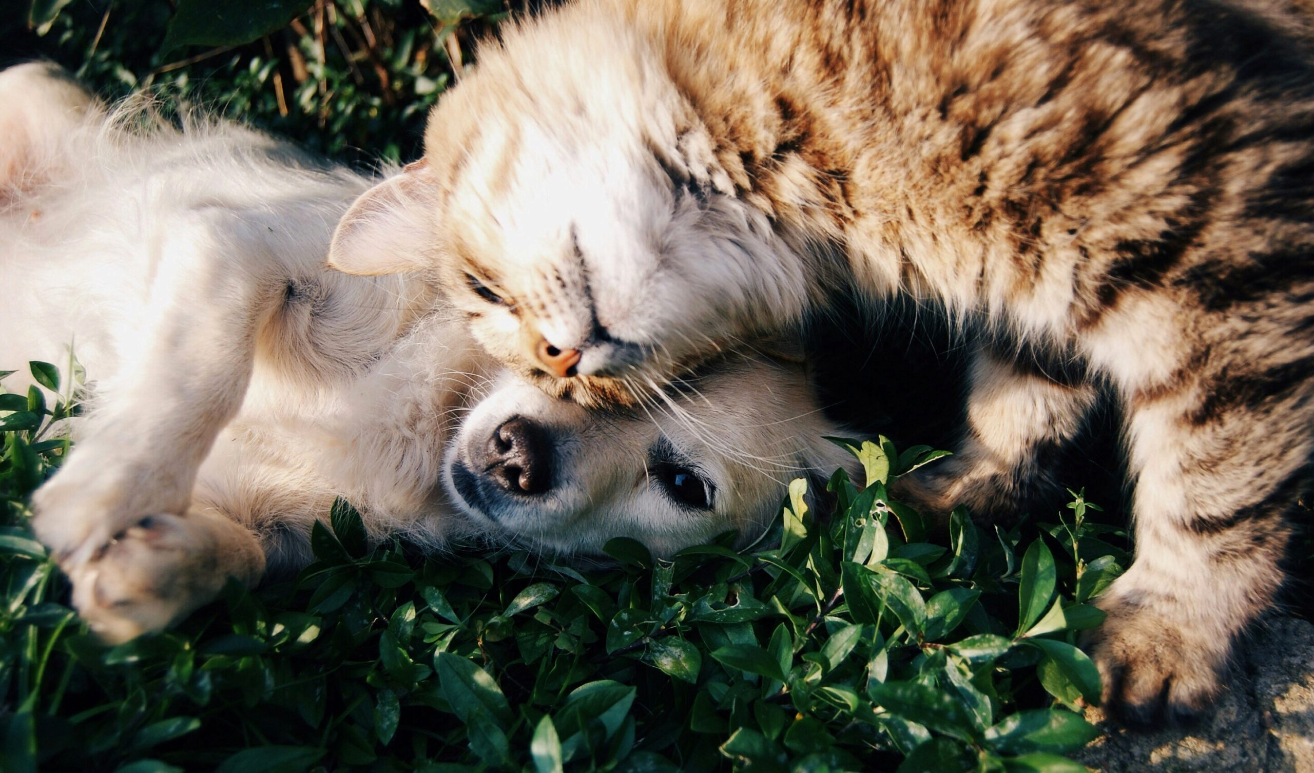0 – FOTO ABRE – vetoquinol-cao-e-gato-na-grama-krista-mangulsone-unsplash – Copia