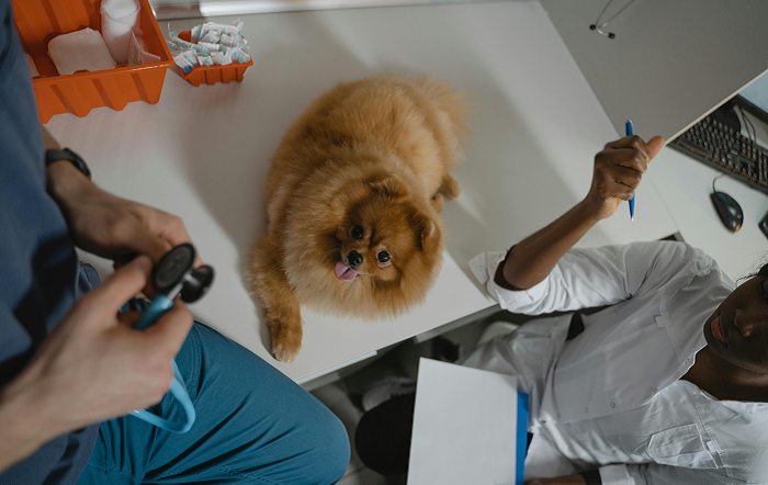 Consultas-regulares-com-medicos-veterinarios-possibilitam-um-diagnostico-precoce-e-um-manejo-eficiente-da-sindrome-cardiorrenal-em-animais-de-estimacao-Foto-pexels-tima-miroshnichenko-editado