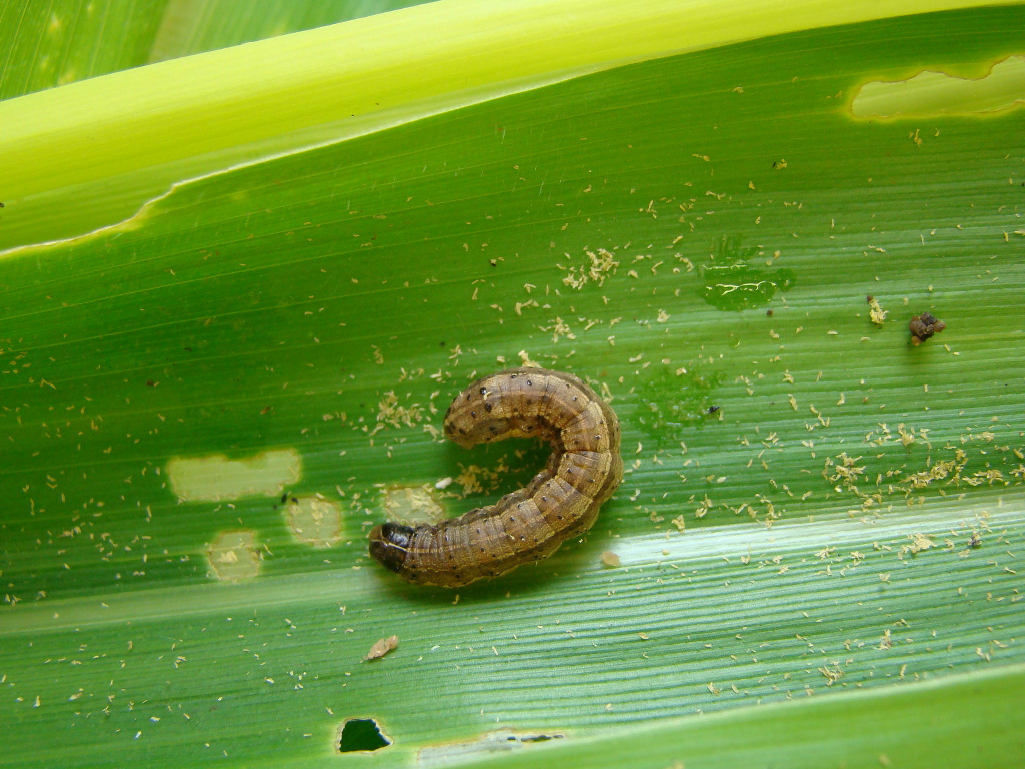 0 – FOTO ABRE – Lagarta cartucho milho Marina Pessoa Embrapa 1