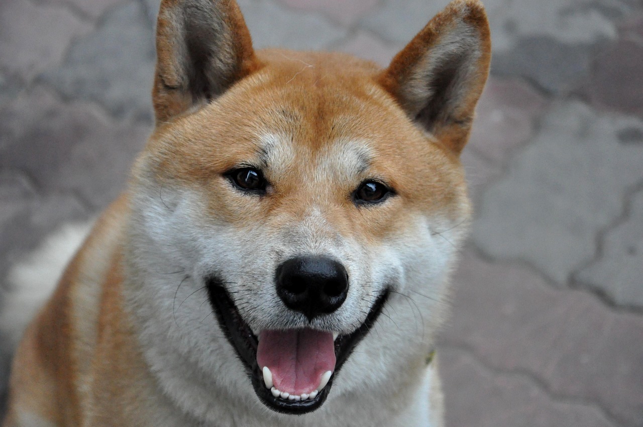 0 – FOTO ABRE – dog-2238012_1pixabay- Copia