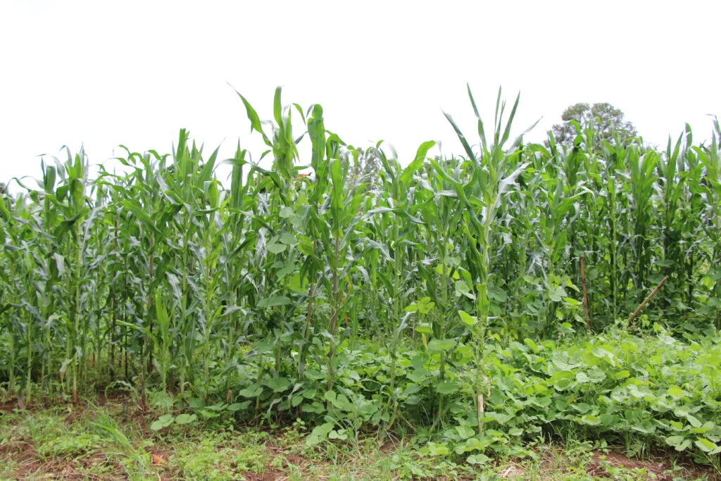 Cultivo-consorciado-de-feijao-mangalo-e-milho-crioulo-Foto-Mila-Cristian-Ascom-EPAMIG-1024×683.jpg