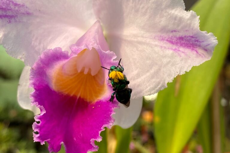0 – FOTO ABRE – Abelha solitária Euglossini Foto Casa das Abelhas 3_n – Copia