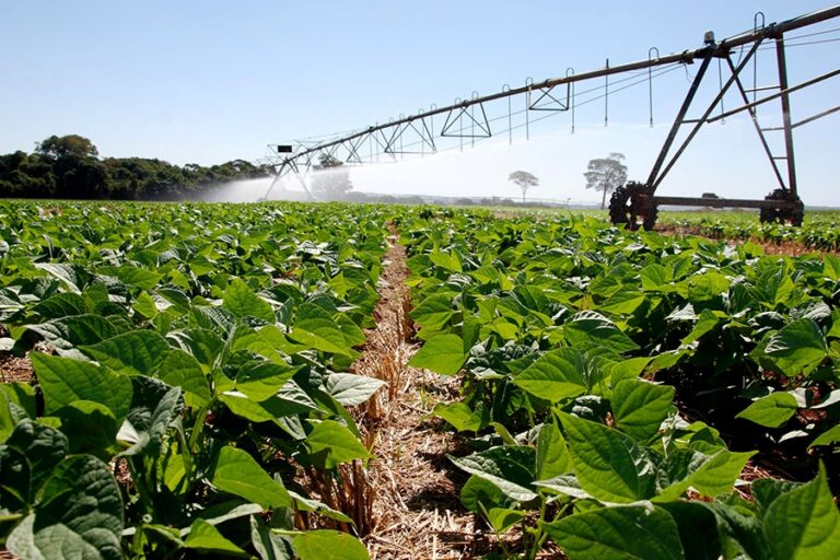 Feijão em Plantio Direto