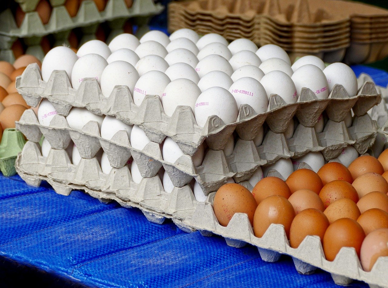 0 FOTO ABRE – egg-2662880_1280 – Copia