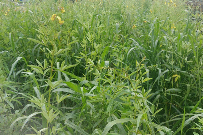 Crotalária com gramínea-editado