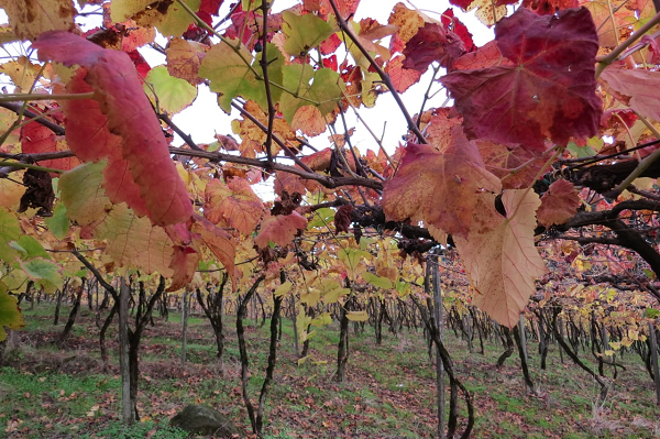 Inverno favorece manejo e incentiva consumo de derivados da uva- Foto Rejane Paludo