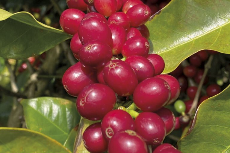 RPF-cafe-paraiba-fruto-2025-04-1140