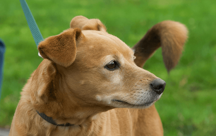 Reconhecida como a segunda alergia mais comum em cães, a dermatite atópica canina afeta aproximadamente 10 a 15 da população canina2, causando coceira, inflamação e desconforto, impactando tam-capa