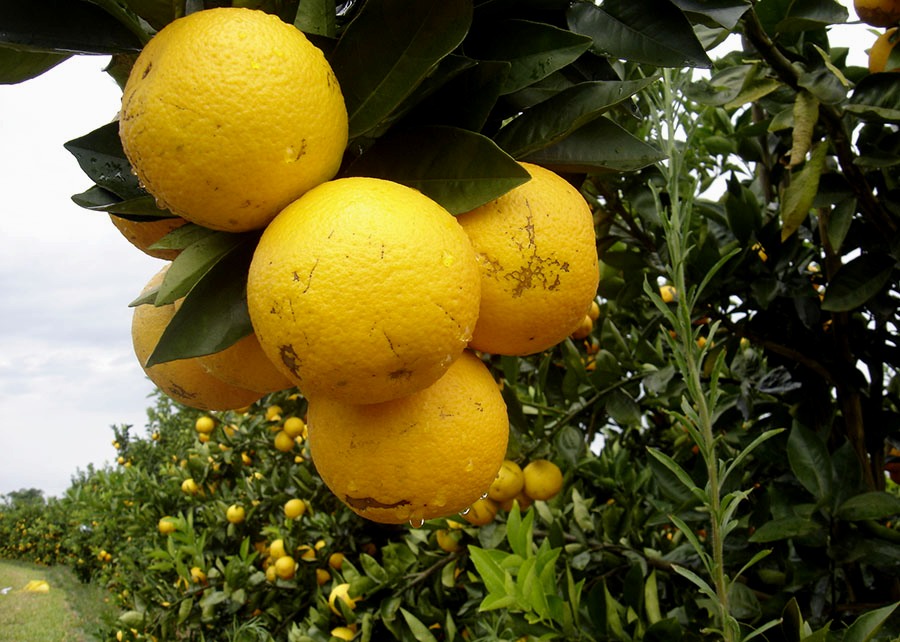 0 – FOTO ABRE – Kawatta Foto Eduardo Girardi – Copia