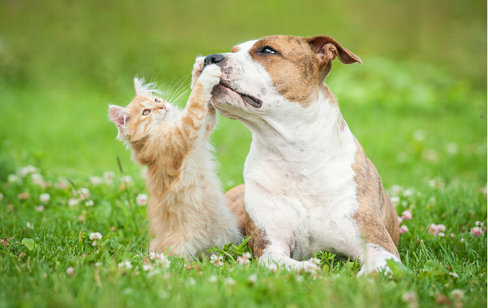 1 – shutterstock_divulgação-editado