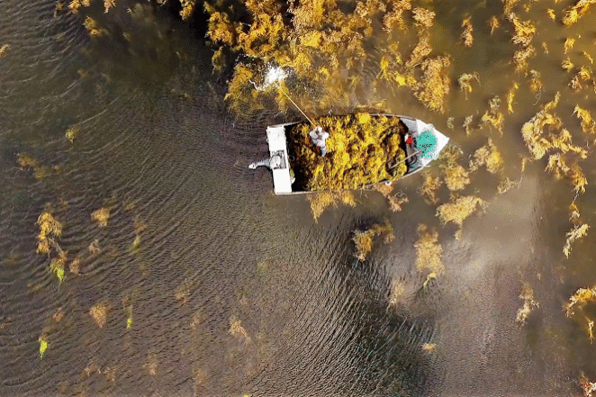 ACADIAN-BRASIL-Bioestimulantes-a-base-de-algas-sao-aliados-estrategicos-para-a-fruticultura-Foto-Divulgacao-editado