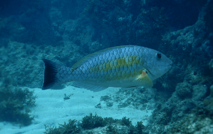 Carlos Hackradt_Projeto Budioes-divulgação