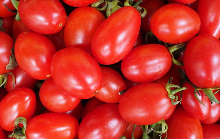 Produtividade do tomate aumenta mais de 10% com biotecnologias inovadoras