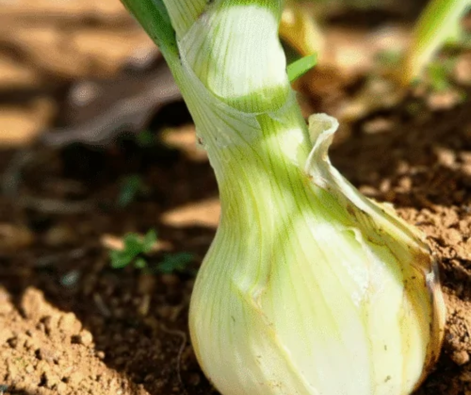 Sem nome (Post para Facebook)