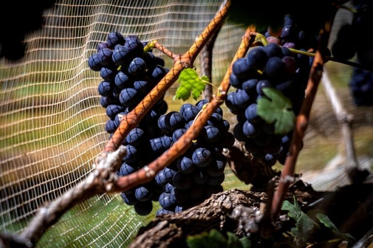 0 – FOTO ABRE – article (17) – Copia