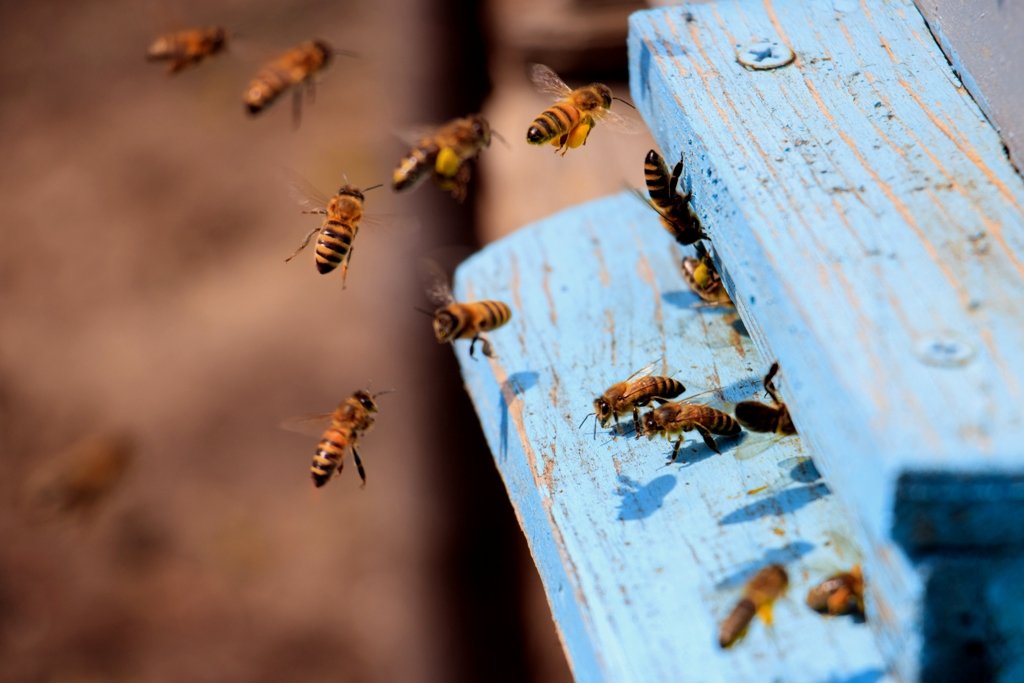 0 – FOTO ABRE -closeup-honeybees-flying-blue-painted-wooden-surface-sunlight-daytime–1- (2)