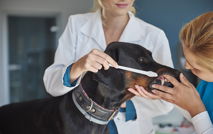 3 – 20.03.2021_Escovar_os_dentes_dos_pets_nao_e_fresscura_e_prevencao_Freepik-editado