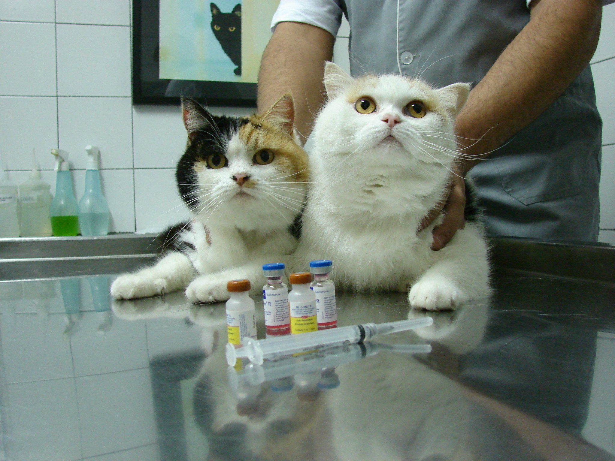 Gatos preparados para tomar vacina- Foto PetCare- 29-10-08