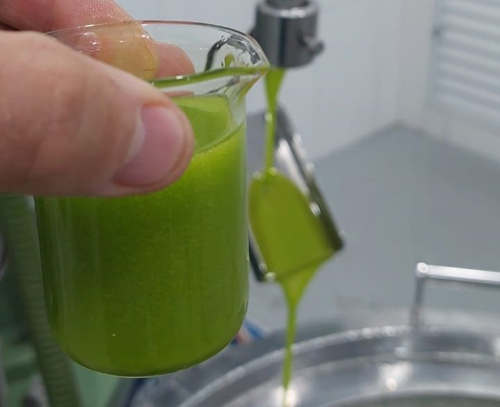 Azeite de abacate na Serra da Mantiqueira é alternativa para agroindústria