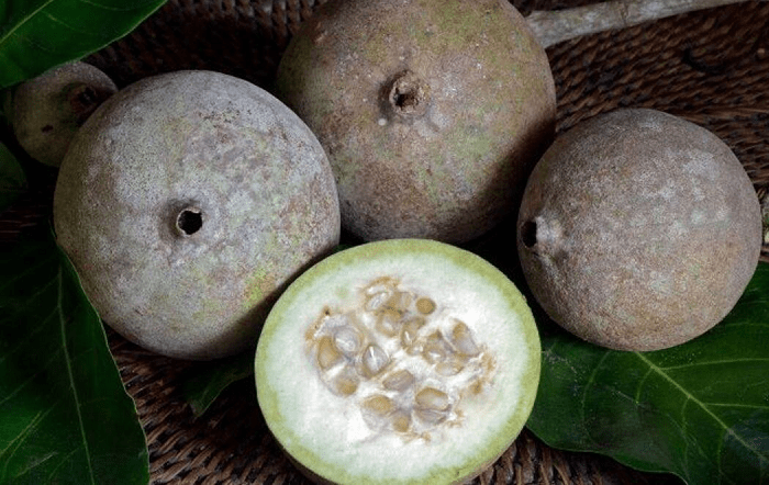 Frutas e plantas típicas da Região Nordeste do País podem transformar a indústria farmacêutica mundial