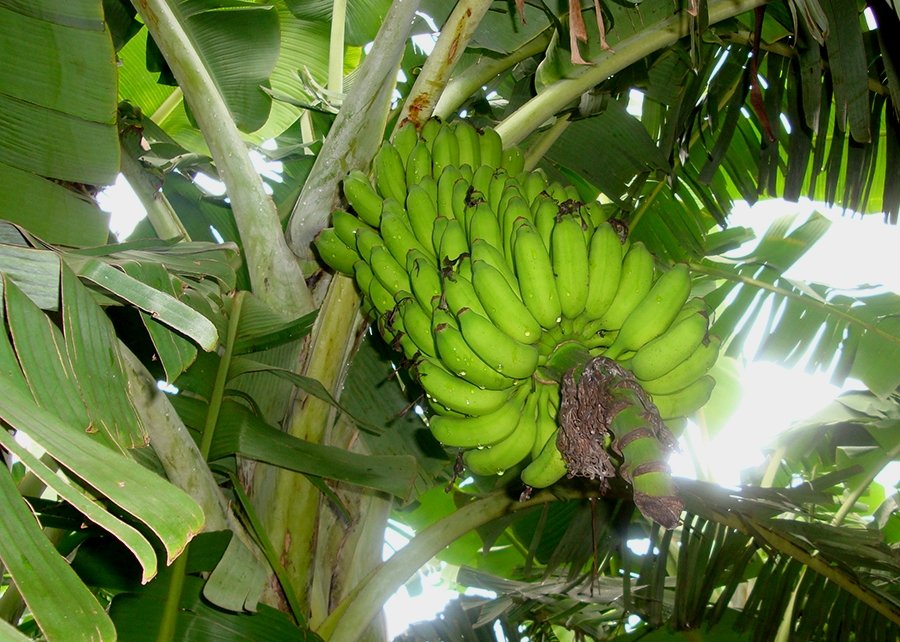 0 – FOTO ABRE -BananasResistentes_Princesa_EdsonAmorim – Copia