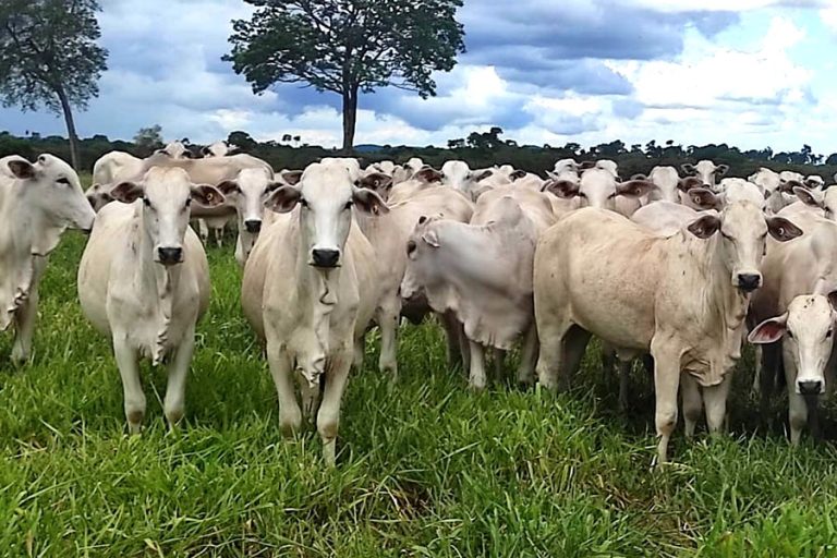 0 – FOTO ABRE – Promov Embrapa IA – Copia