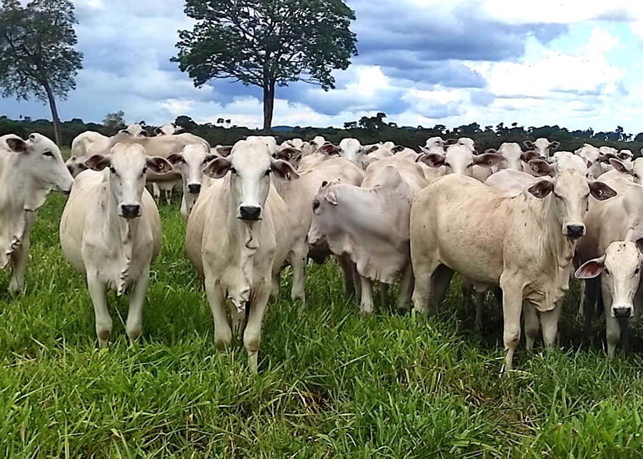 0 – FOTO ABRE – Promov Embrapa IA – Copia