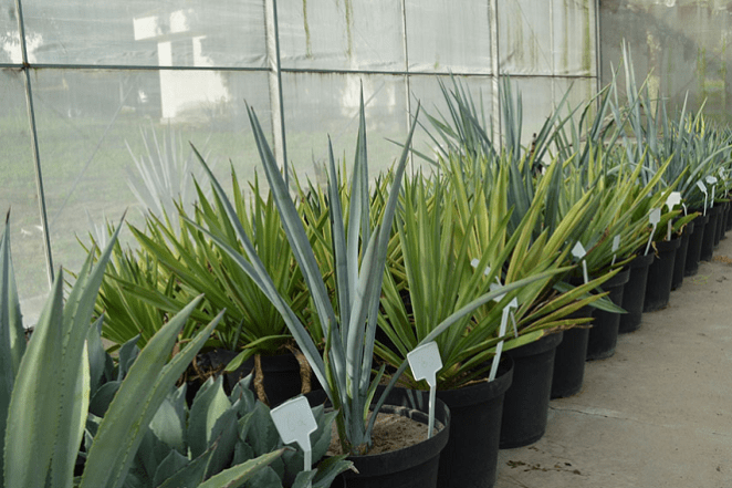 O estudo inclui também outras variedades promissoras do gênero Agave mantidas no Banco Ativo de Germoplasma da Embrapa, para produção de biomassa. Foto-Alexandre Oliveira-editado