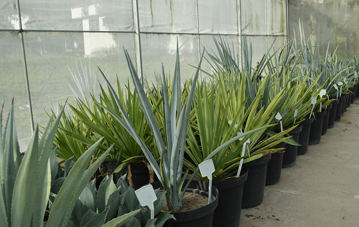 O estudo inclui também outras variedades promissoras do gênero Agave mantidas no Banco Ativo de Germoplasma da Embrapa, para produção de biomassa. Foto-Alexandre Oliveira-editado