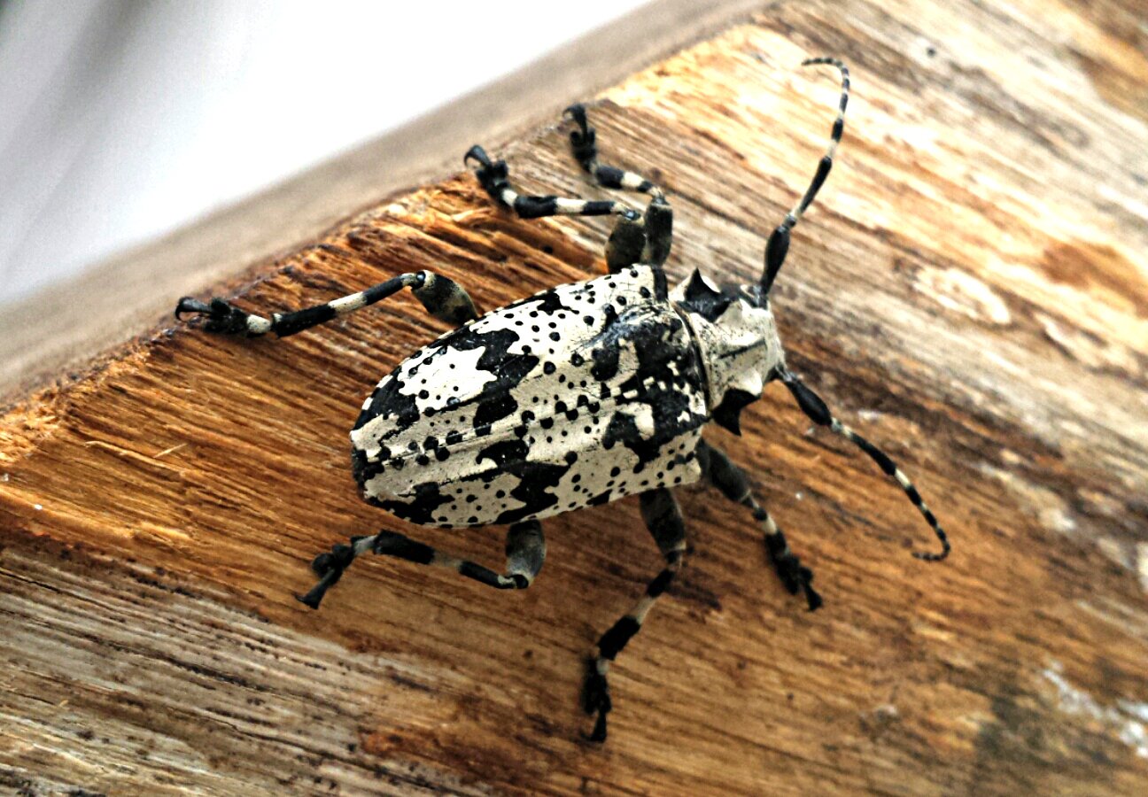 Controle biológico evita perdas de R$ 4,3 milhões na cultura da erva-mate