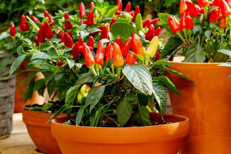 0-FOTO ABRE – Horta-Caseira-940×420-PIMENTA – Copia