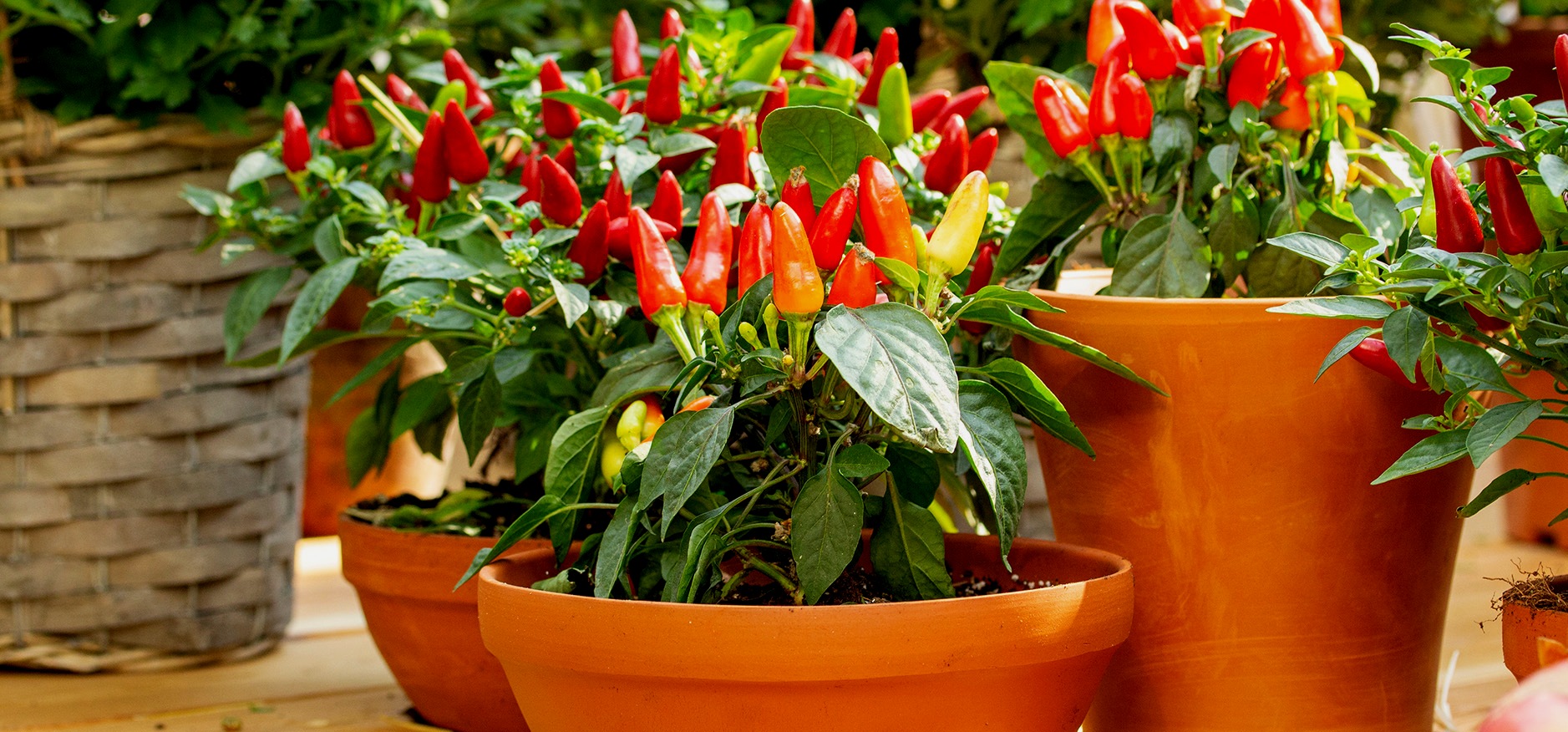 0-FOTO ABRE – Horta-Caseira-940×420-PIMENTA – Copia