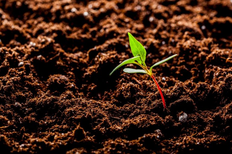 Growing Young Green Corn Seedling Sprouts in Cultivated Agricultural Farm Field