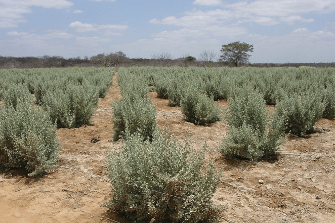 Foto-Clarice Rocha-editado