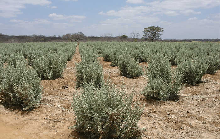 Foto-Clarice Rocha-editado