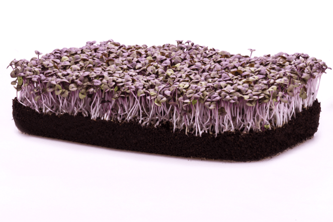 MICROVERDE-MANJERICAO-ROXO-editado