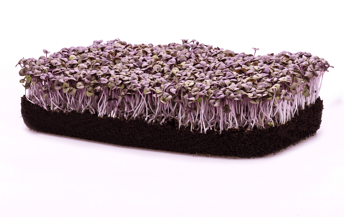 MICROVERDE-MANJERICAO-ROXO-editado