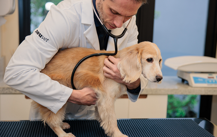 Como cuidar do pet durante a quimioterapia?